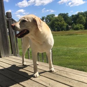 Meet your Posher, Shelby